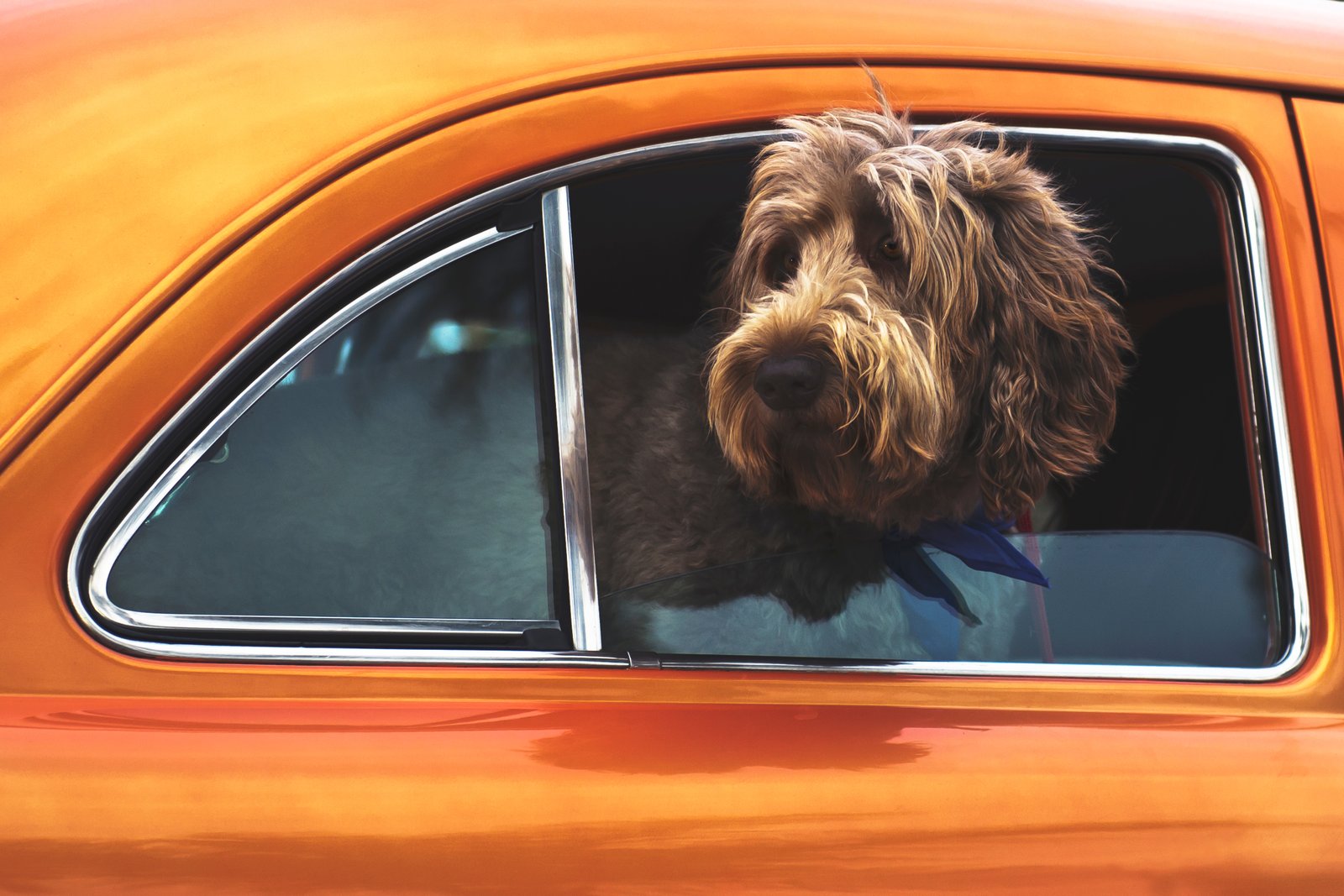 Pet Taxi Service 2